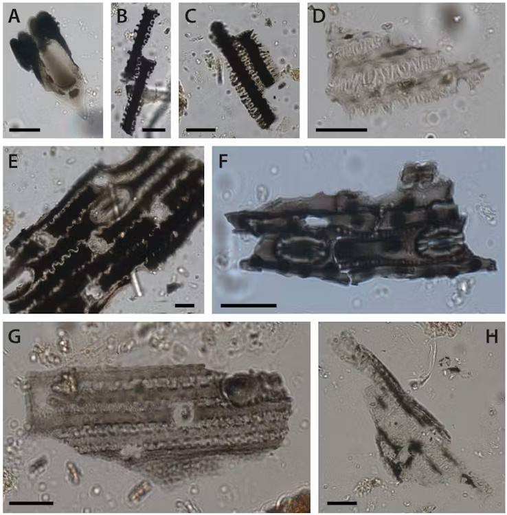 New research reveals 25,000 years of GunaiKurnai cultural practice through microscopic plant remains